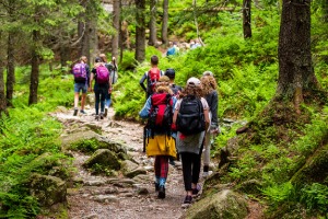 Flera grupper människor i friluftskläder går längs en stig i skogen.